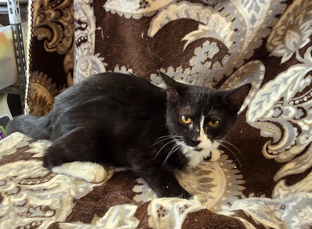 M & M, Adoptable, Young Female Domestic Short Hair.