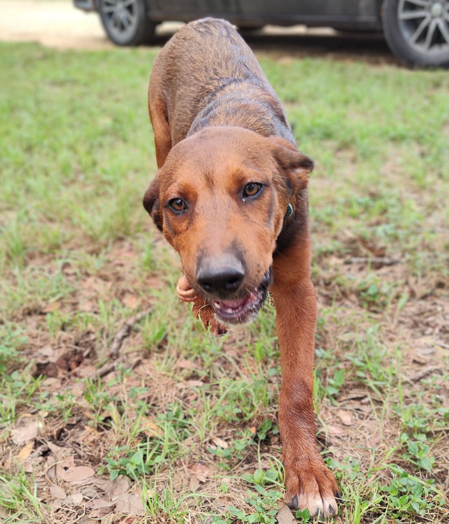 Dalton, an adoptable German Shepherd Dog, Beauceron in Boerne, TX, 78006 | Photo Image 5