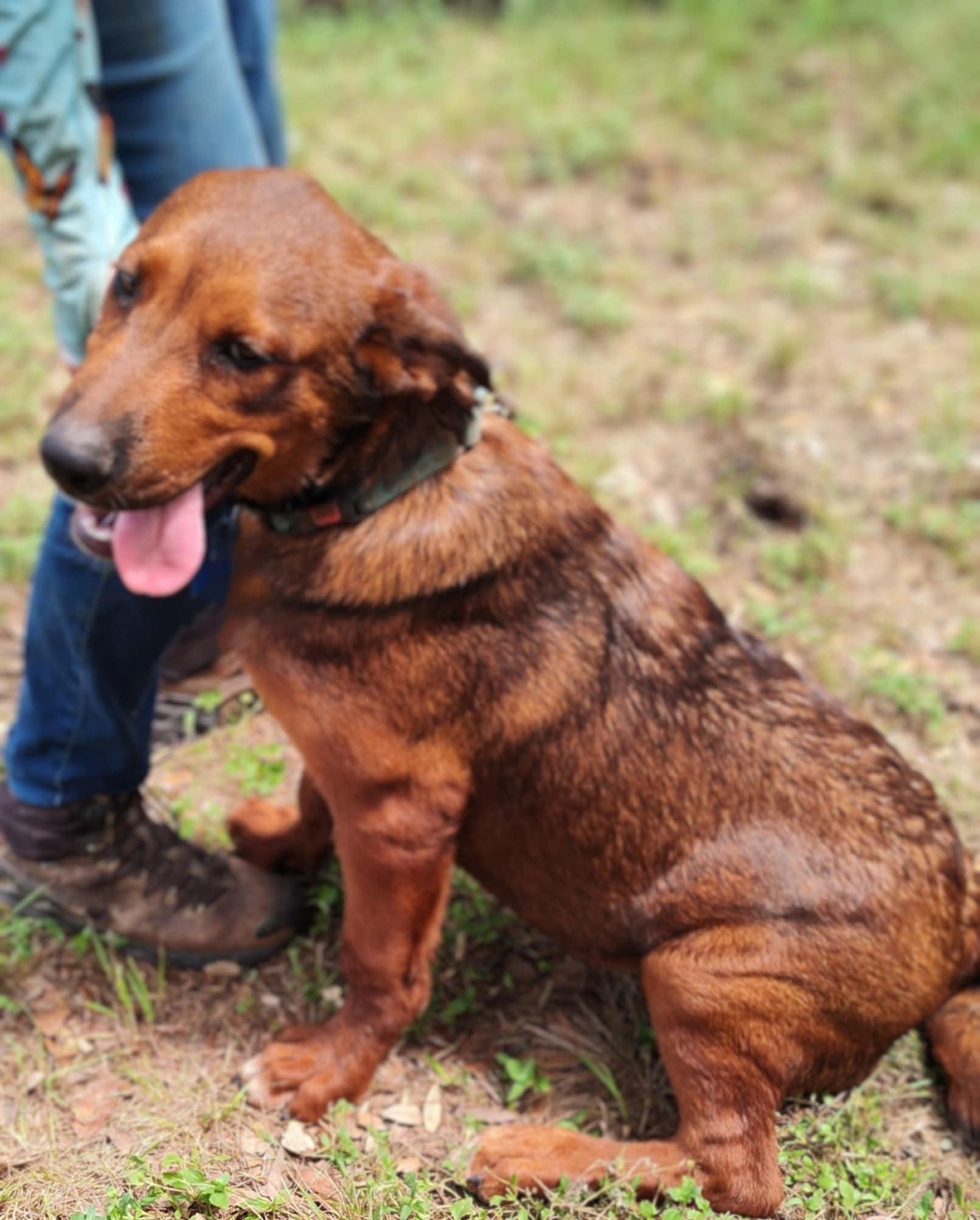 Dalton, an adoptable German Shepherd Dog, Beauceron in Boerne, TX, 78006 | Photo Image 2