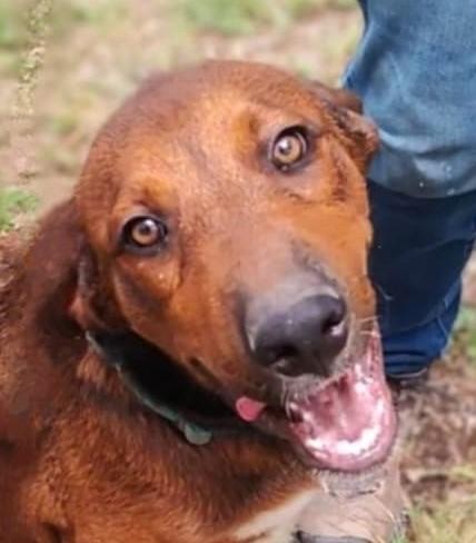 Dalton, an adoptable German Shepherd Dog, Beauceron in Boerne, TX, 78006 | Photo Image 1