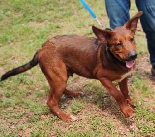 Dalton, an adoptable German Shepherd Dog, Beauceron in Boerne, TX, 78006 | Photo Image 6