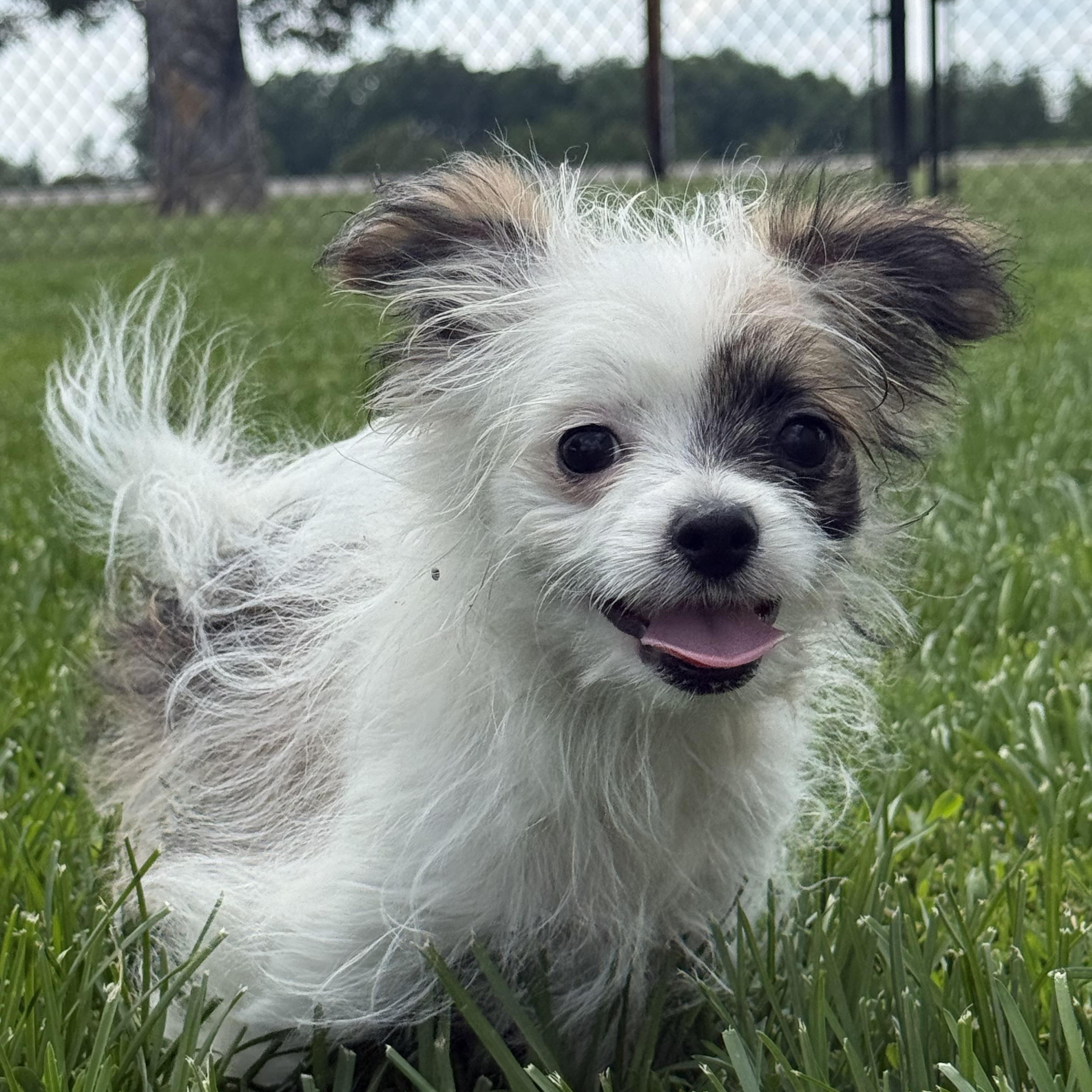 Jesse, ADOPTABLE, Young Male Pomeranian.