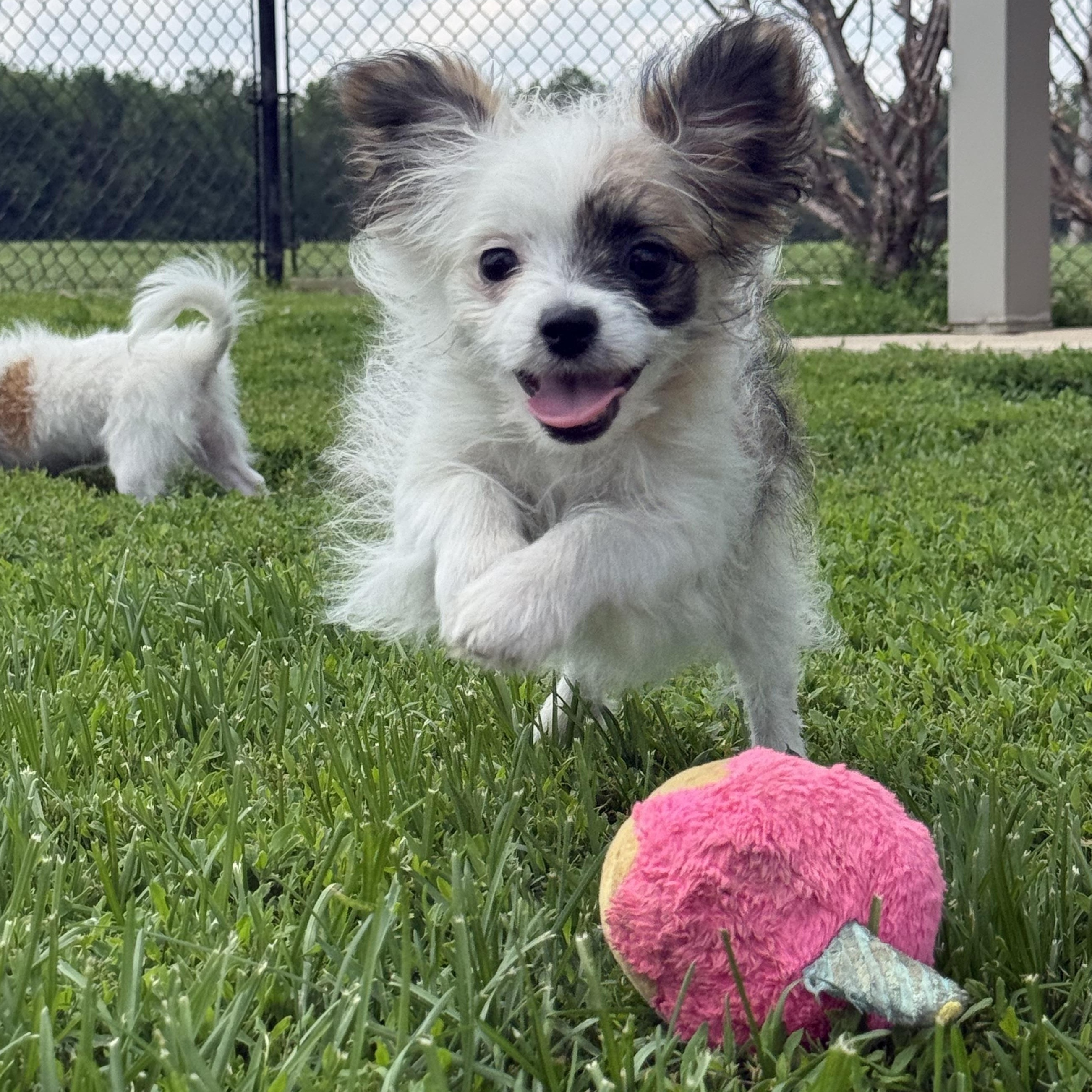Jesse, a ADOPTABLE mixed breed in Brazil, IN image 3/3
