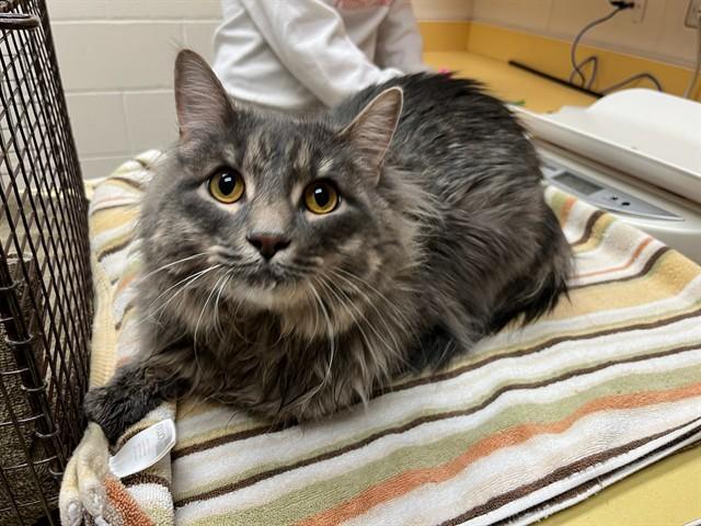 Enlarge IROH, a Adoptable Domestic Long Hair in Colorado Springs, CO image 1/1