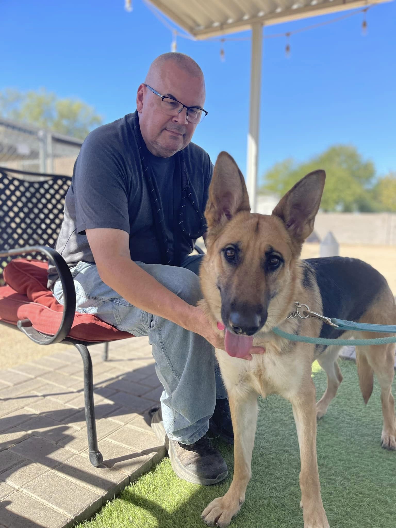 Ellie, a Adoptable German Shepherd Dog in Glendale, AZ image 1/5