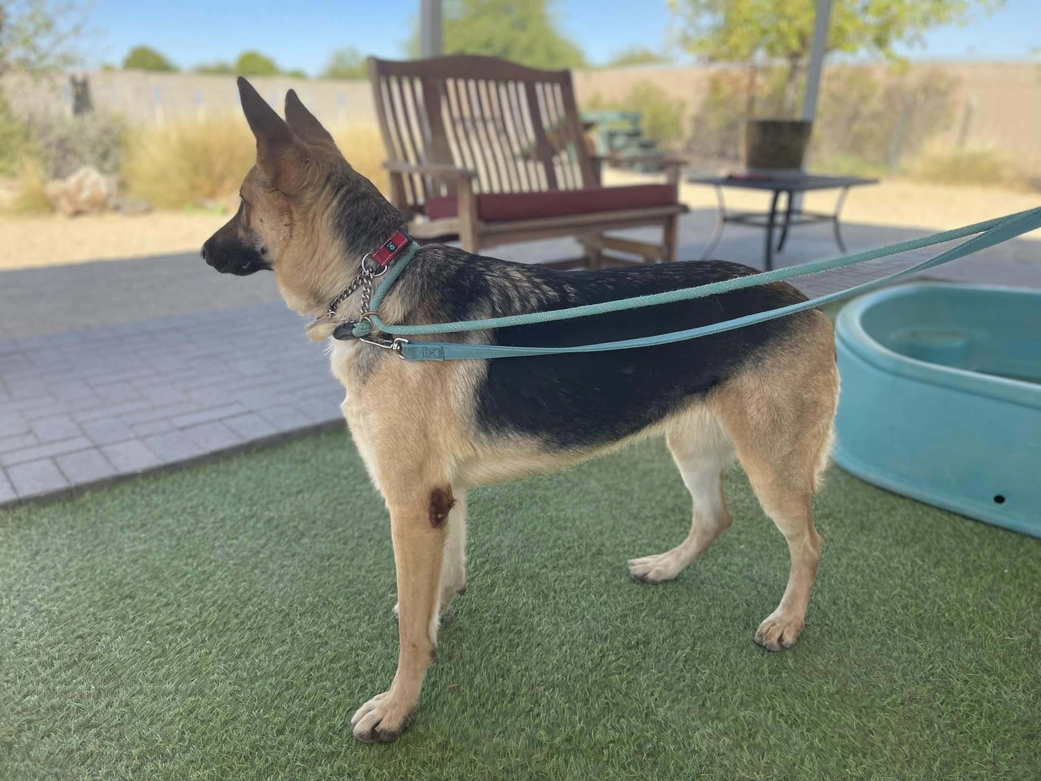 Ellie, a Adoptable German Shepherd Dog in Glendale, AZ image 2/5