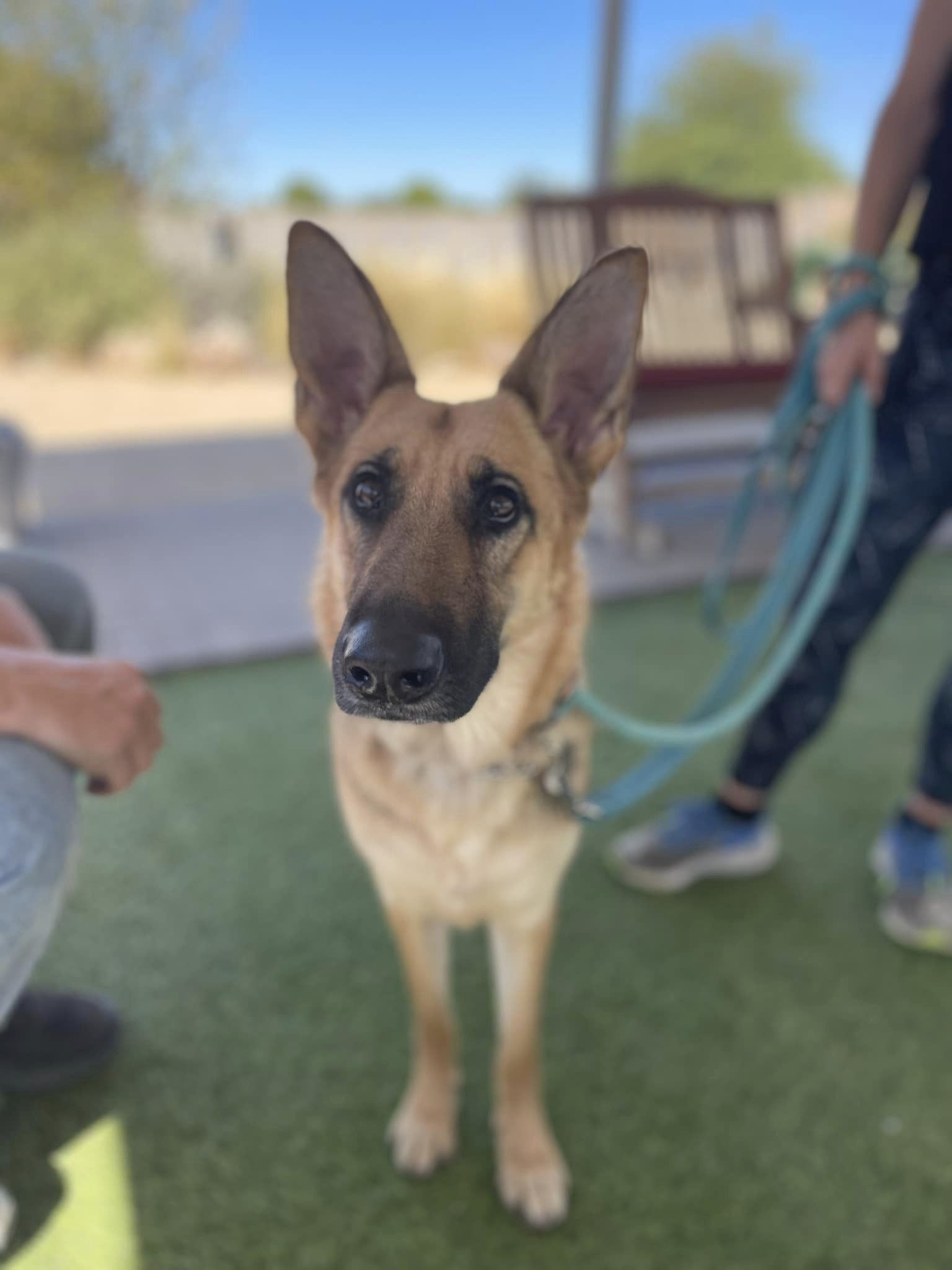 Ellie, a Adoptable German Shepherd Dog in Glendale, AZ image 3/5