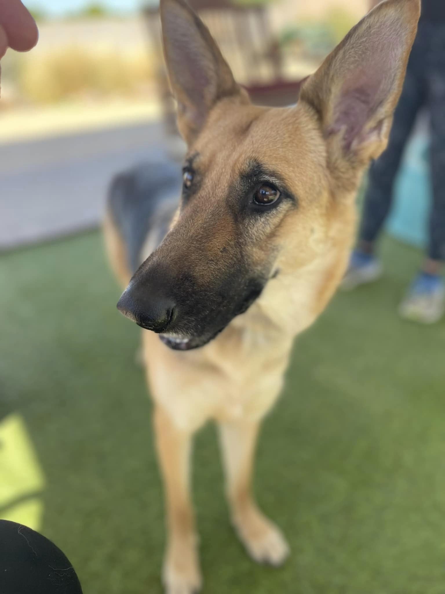 Ellie, a Adoptable German Shepherd Dog in Glendale, AZ image 5/5
