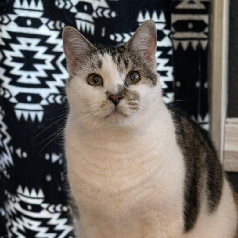 Princess - Sweet Mama Cat! , a Adoptable Domestic Medium Hair in Tolland, CT image 3/3