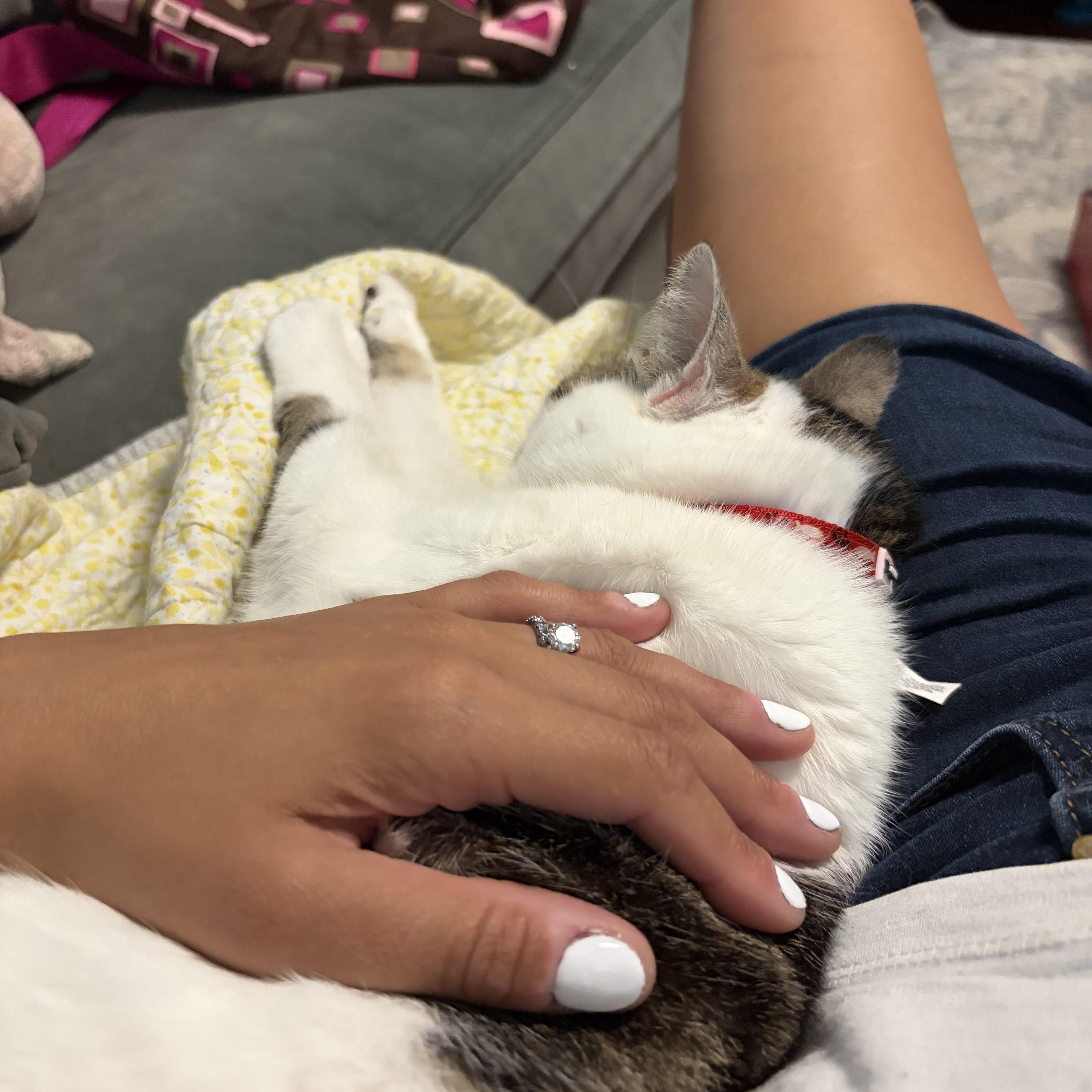 Enlarge Princess - Seriously the SWEETEST Cat EVER, a Adoptable Domestic Medium Hair in Franklin, MA image 5/5