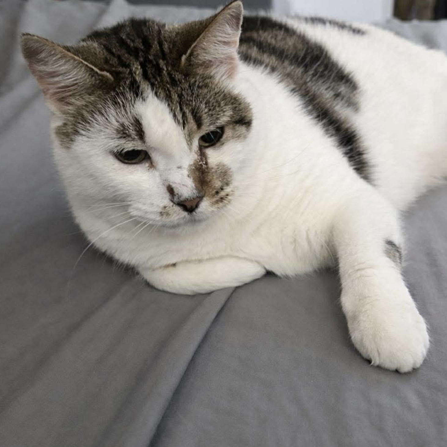 Princess - Sweet Mama Cat! , a Adoptable Domestic Medium Hair in Tolland, CT image 2/3
