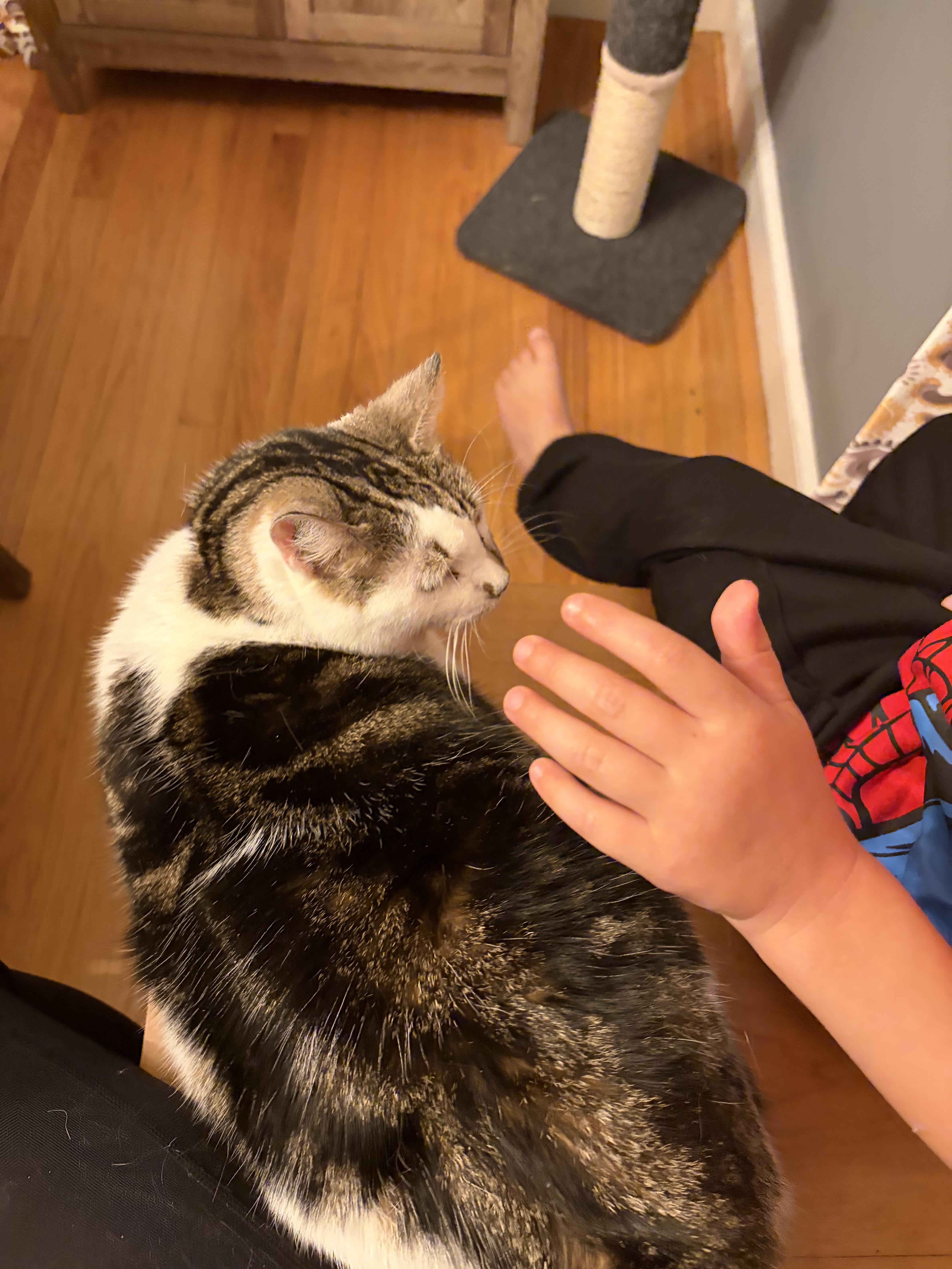 Enlarge Princess - Seriously the SWEETEST Cat EVER, a Adoptable Domestic Medium Hair in Franklin, MA image 4/5