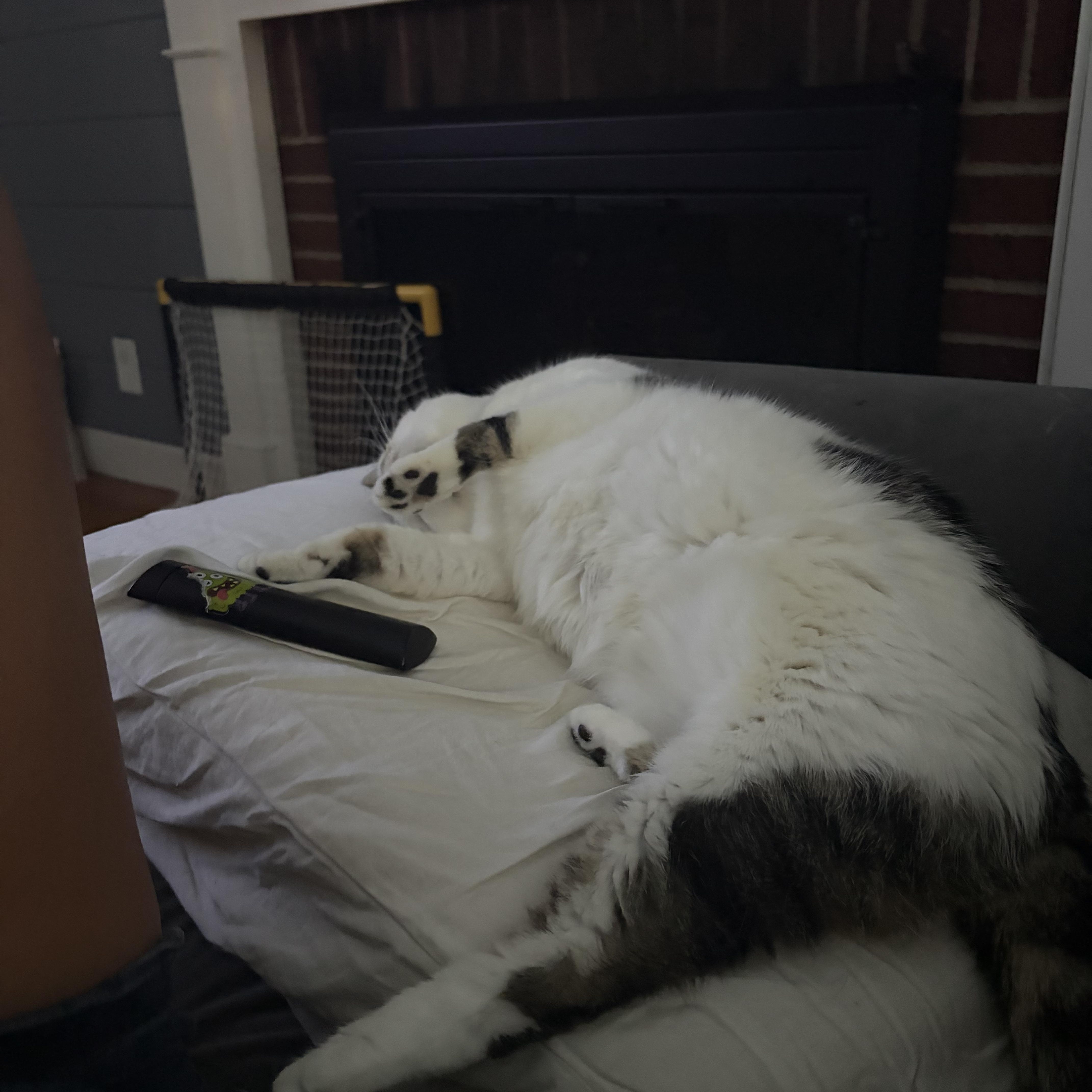 Enlarge Princess - Seriously the SWEETEST Cat EVER, a Adoptable Domestic Medium Hair in Franklin, MA image 3/5