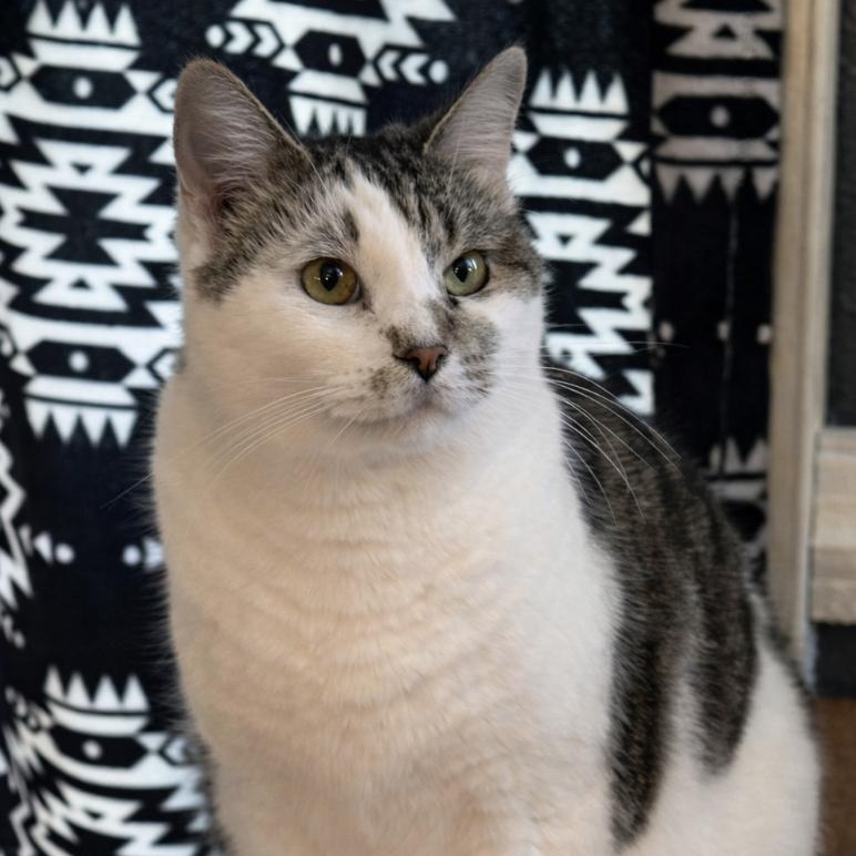 Princess - Sweet Mama Cat! , a Adoptable Domestic Medium Hair in Tolland, CT image 1/3