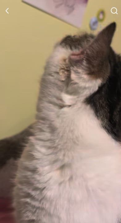 Enlarge Princess - Sweet Mama Cat! , a Adoptable Domestic Medium Hair in Tolland, CT video 2/4