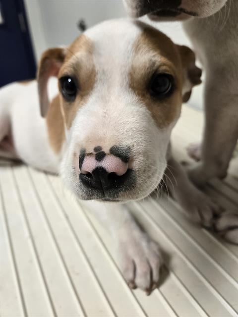 Maxson -- URGENT!, adopted, Puppy Male Pit Bull Terrier.