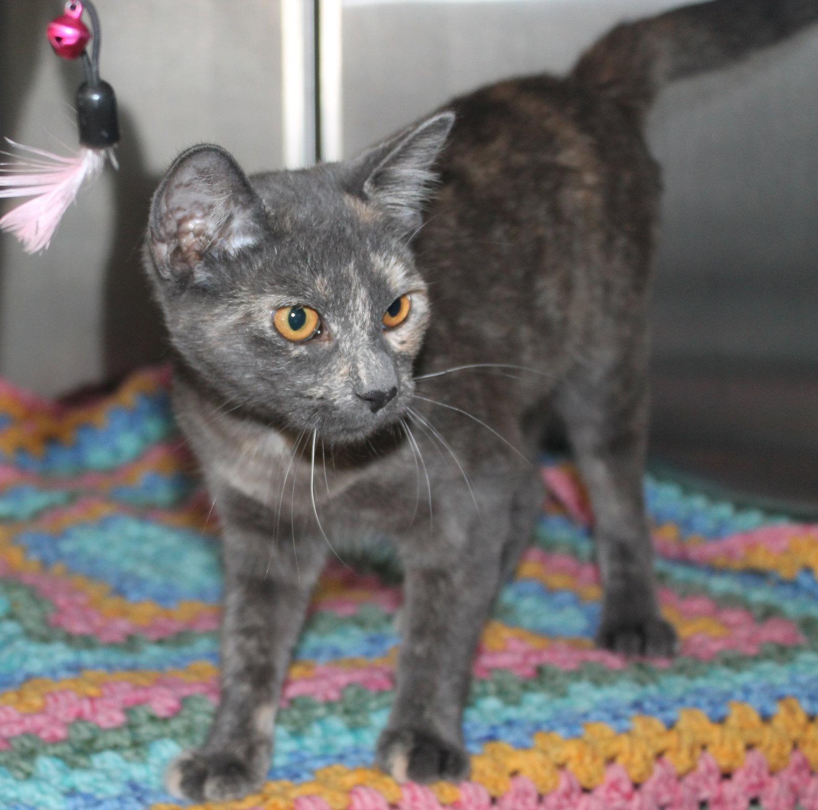 Olive - 43487, Adoptable, Adult Female Domestic Short Hair & Calico.