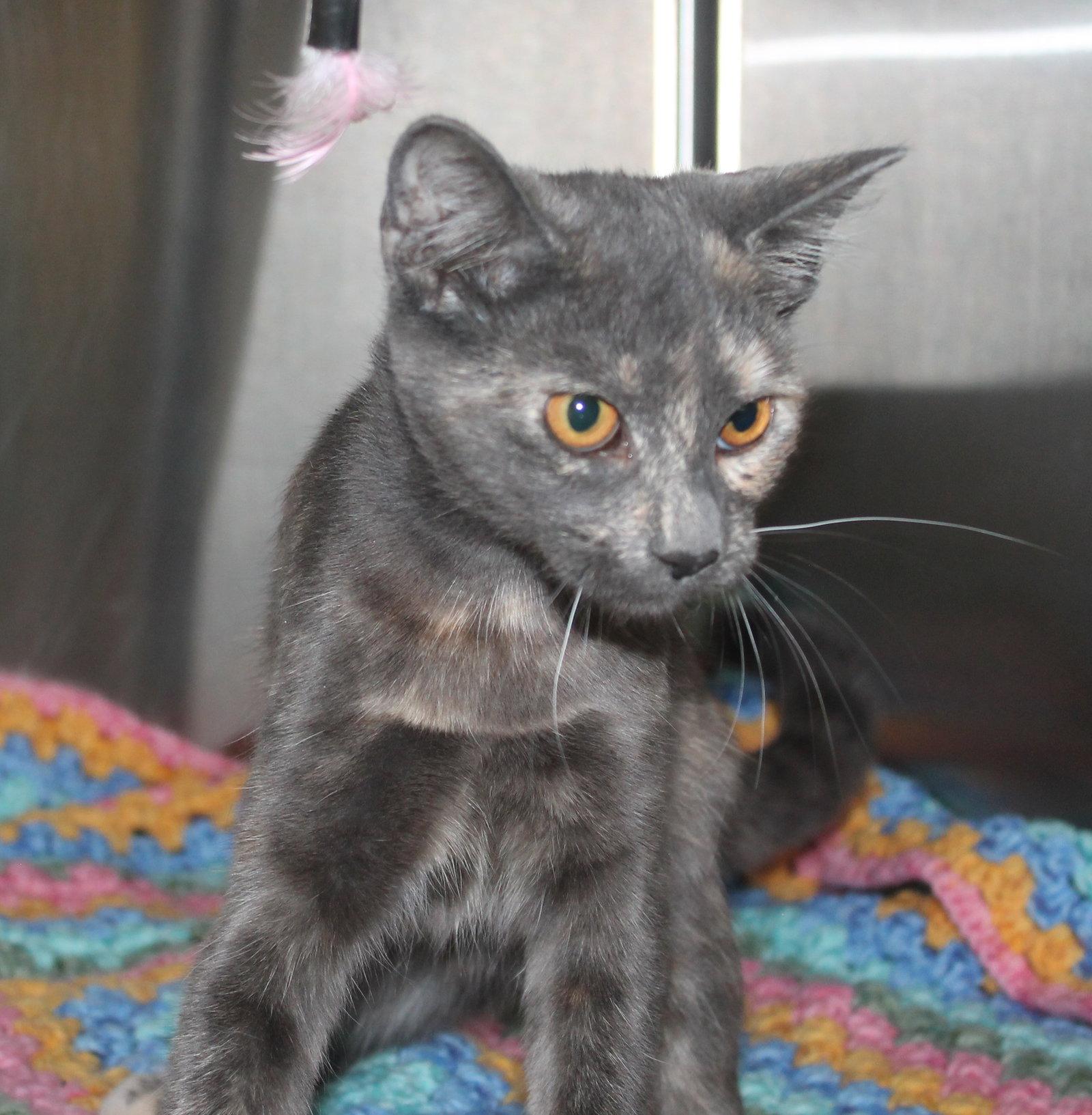 Olive - 43487, a Adoptable mixed breed in Prattville, AL image 2/3