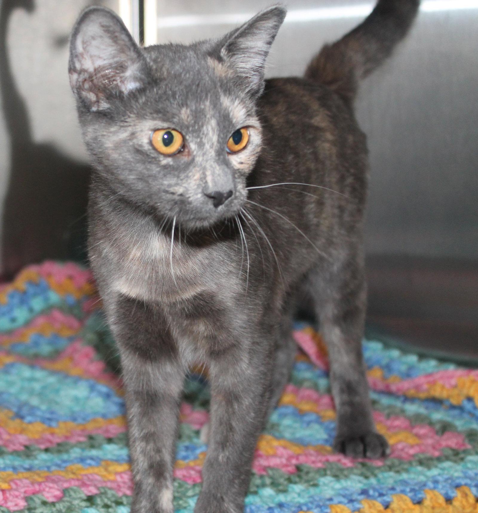 Olive - 43487, a Adoptable mixed breed in Prattville, AL image 3/3