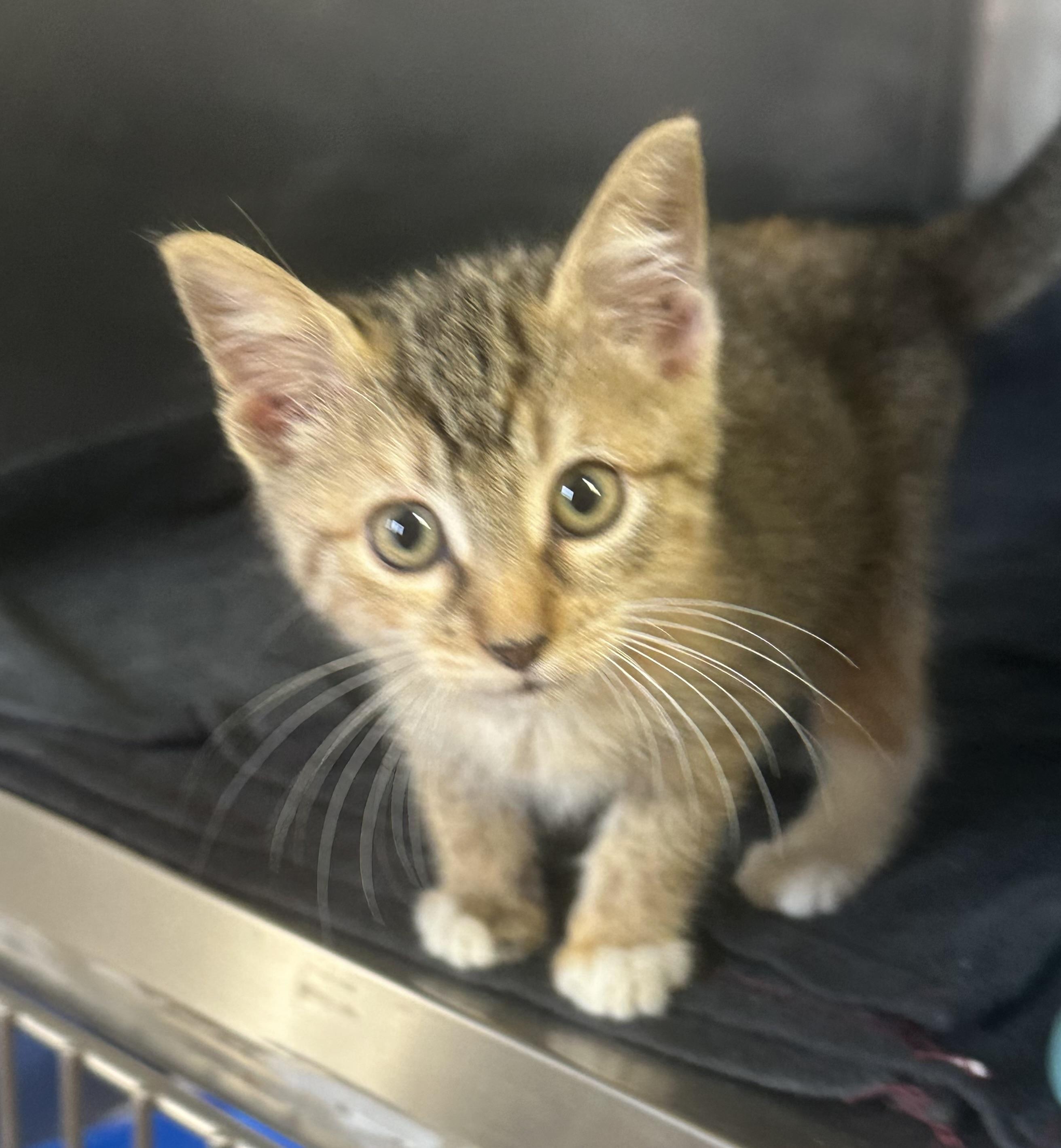 Enlarge Mushi, an adopted Domestic Short Hair in Vicksburg, MS image 1/1