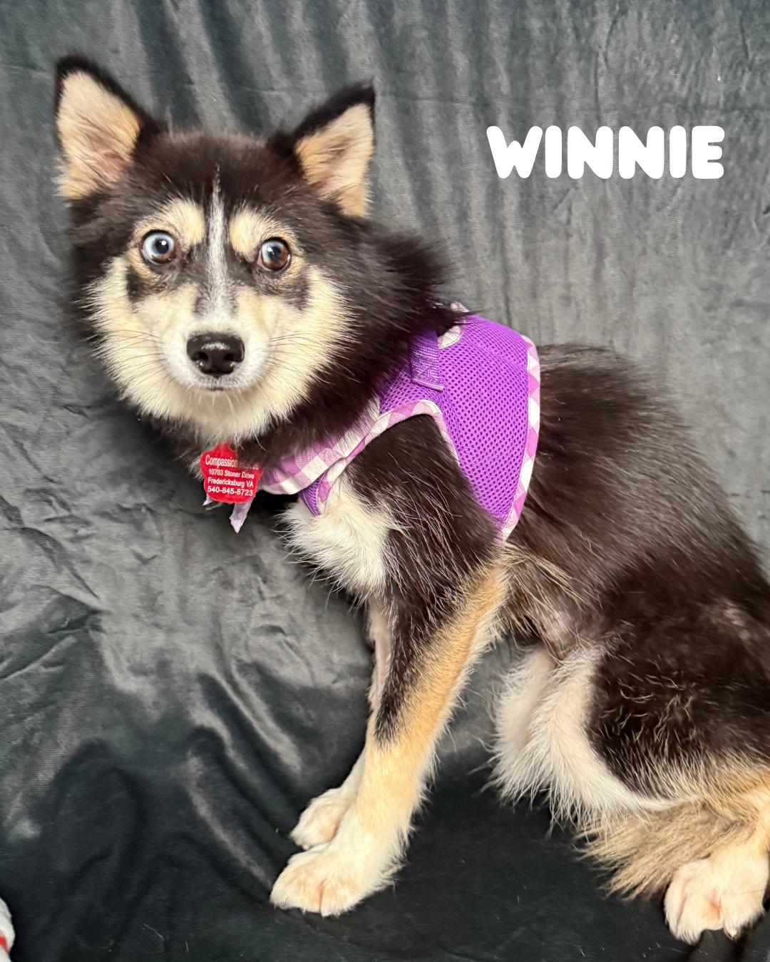 Winnie, an adoptable Pomsky in Fredericksburg, VA, 22408 | Photo Image 5