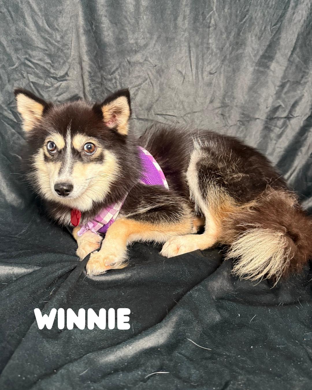 Winnie, an adoptable Pomsky in Fredericksburg, VA, 22408 | Photo Image 6