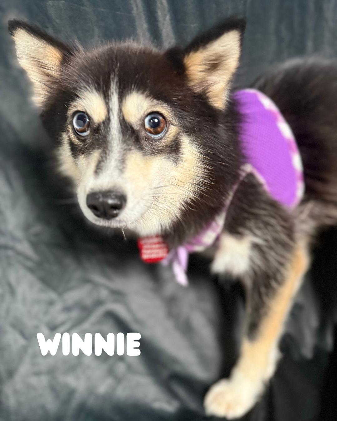Winnie, an adoptable Pomsky in Fredericksburg, VA, 22408 | Photo Image 4
