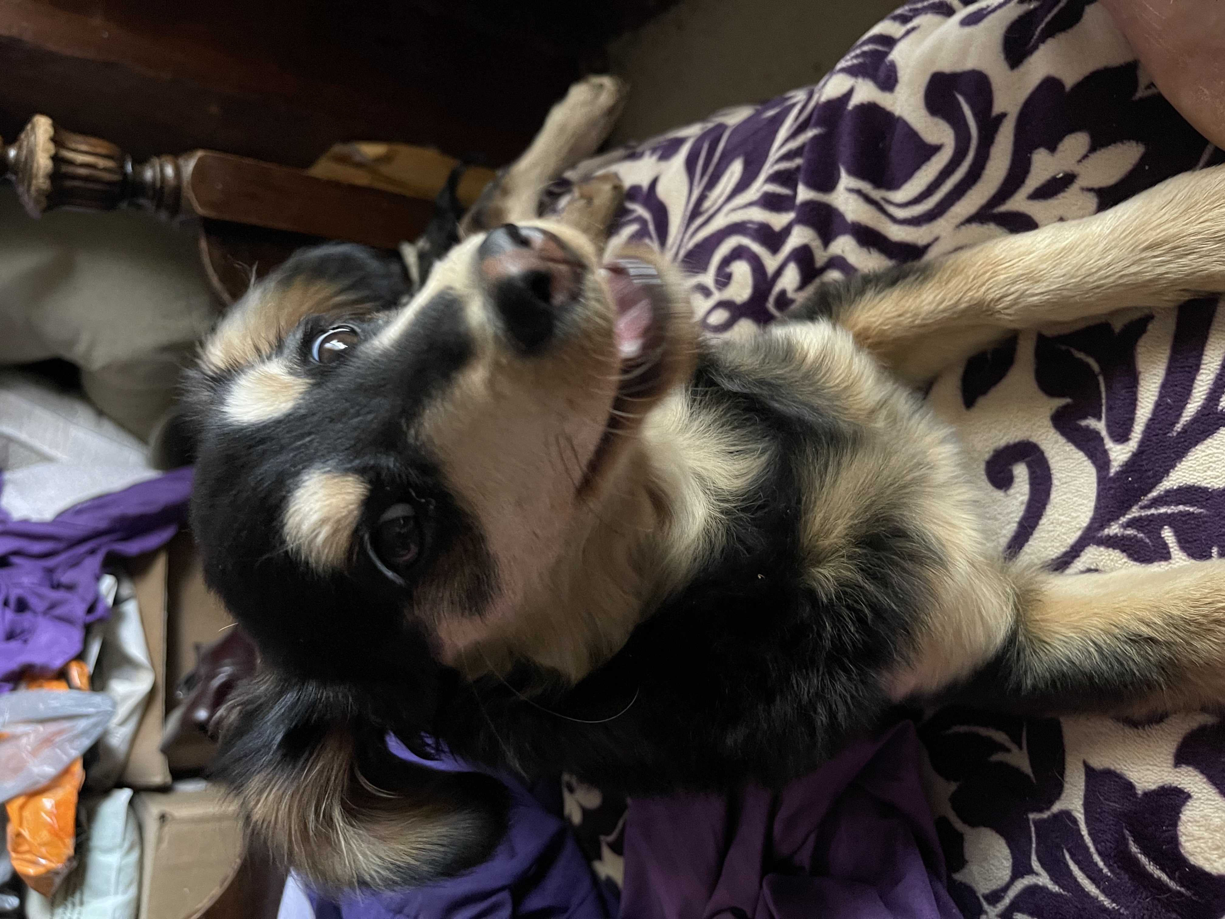 Enlarge ROXIE RACOON, a Adopted mixed breed in Quartz Hill, CA image 1/6