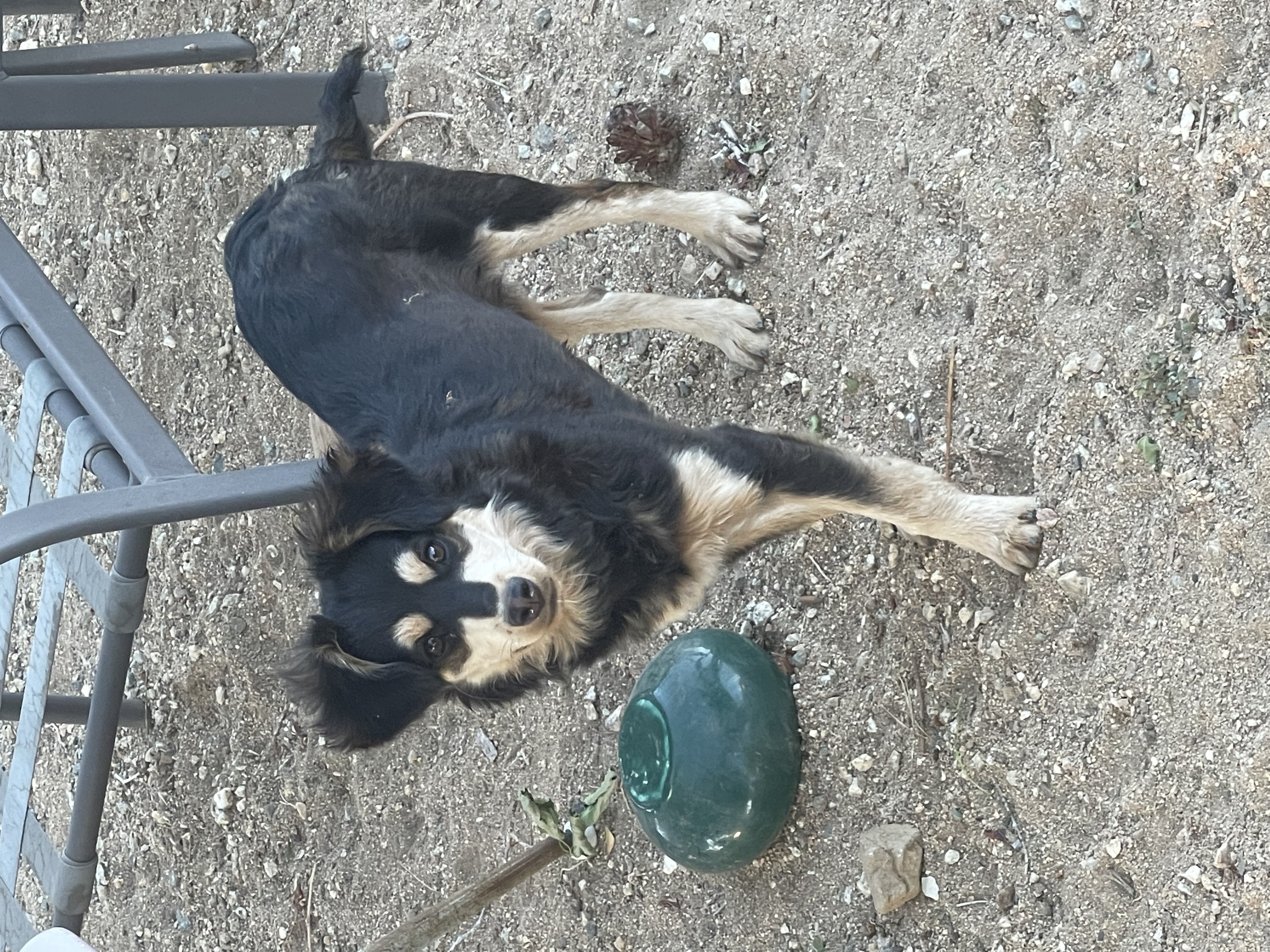 Enlarge ROXIE RACOON, a Adopted mixed breed in Quartz Hill, CA image 2/6