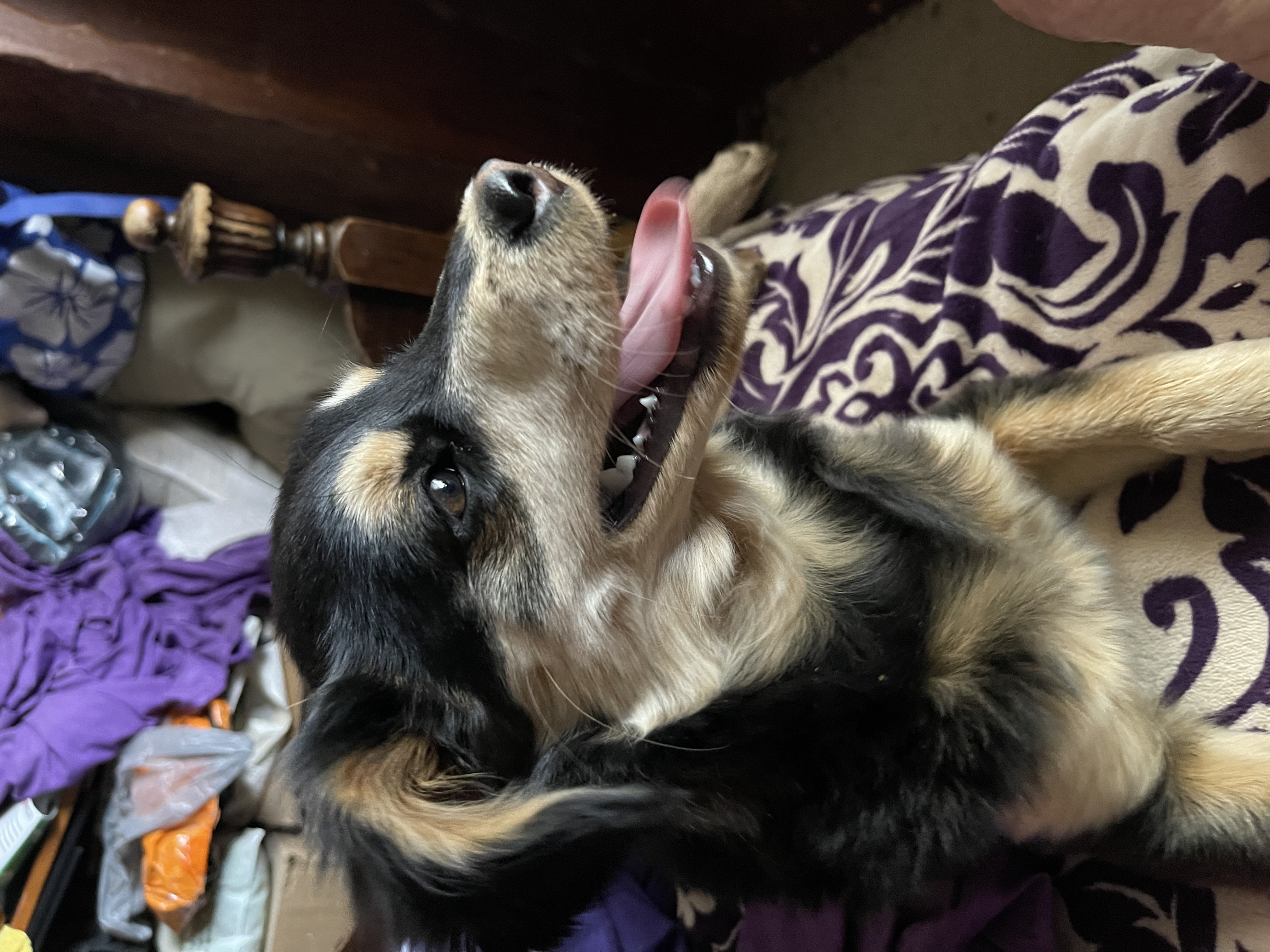 Enlarge ROXIE RACOON, a Adopted mixed breed in Quartz Hill, CA image 3/6