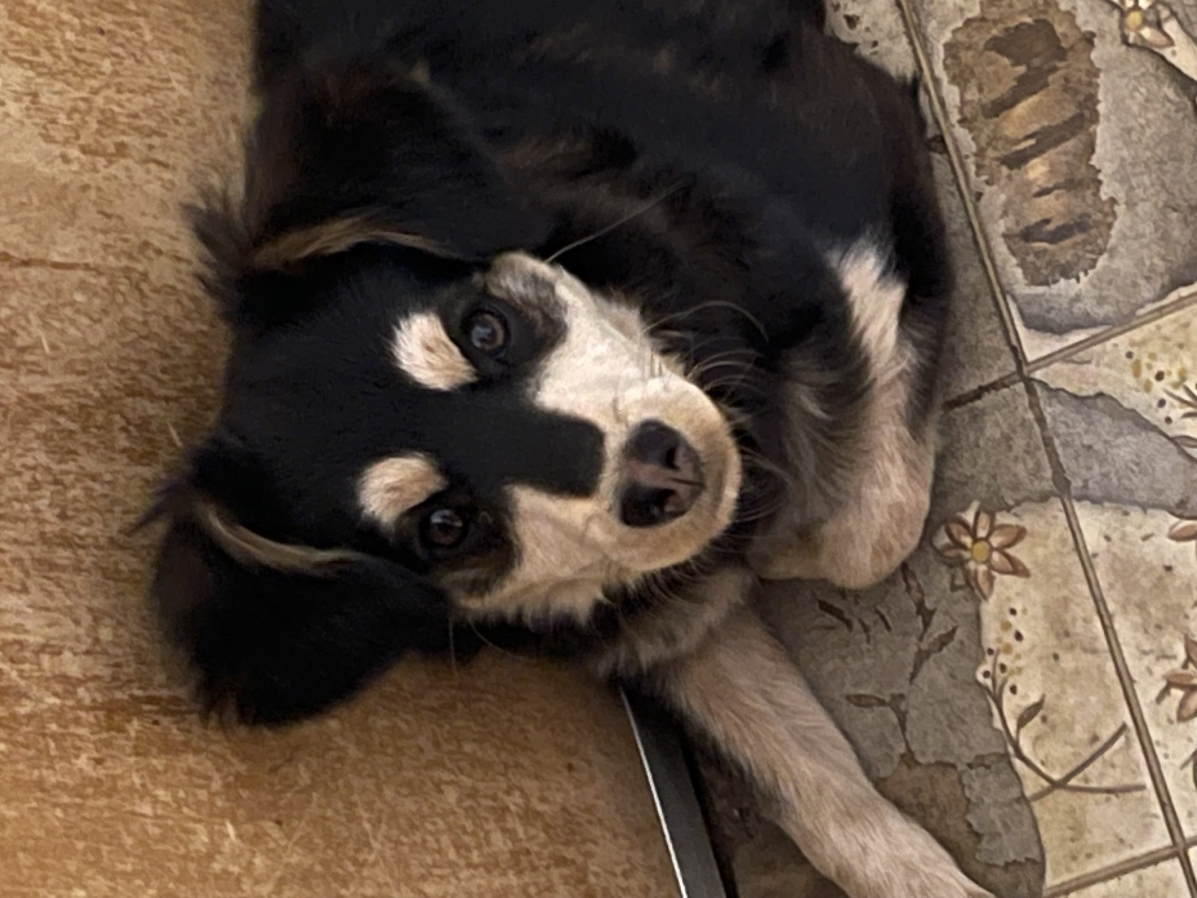Enlarge ROXIE RACOON, a Adopted mixed breed in Quartz Hill, CA image 4/6
