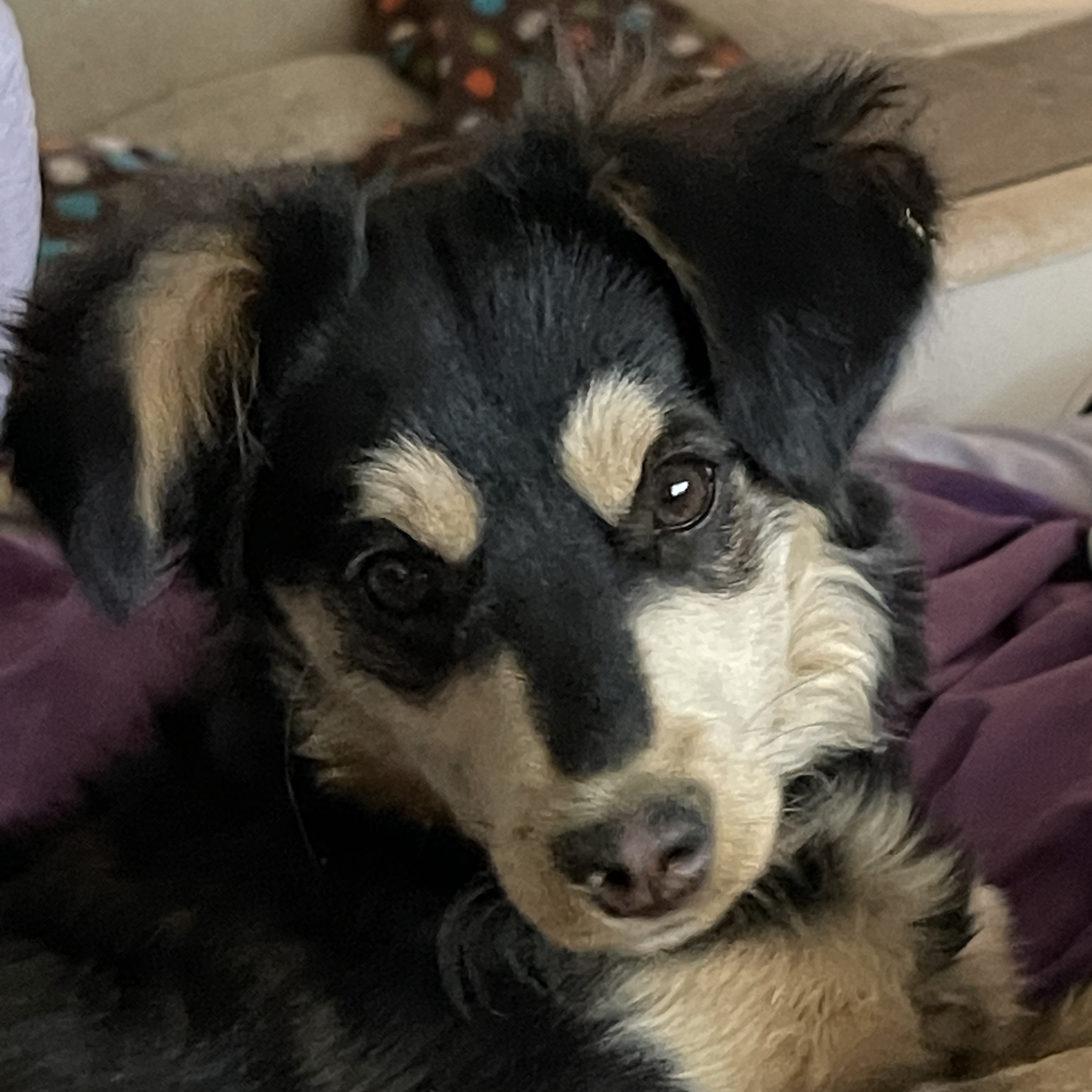 Enlarge ROXIE RACOON, a Adopted mixed breed in Quartz Hill, CA image 5/6