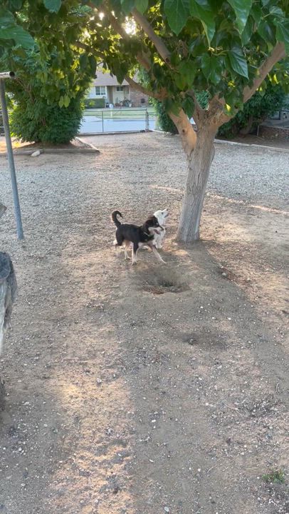 Enlarge ROXIE RACOON, a Adopted mixed breed in Quartz Hill, CA video 6/6