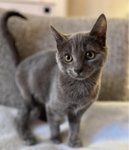 Enlarge Earl Grey, a Adoptable Domestic Short Hair in St. Johnsbury, VT image 1/3