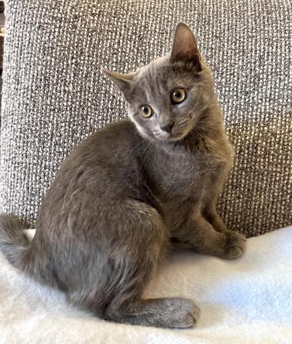 Enlarge Earl Grey, a Adoptable Domestic Short Hair in St. Johnsbury, VT image 2/3