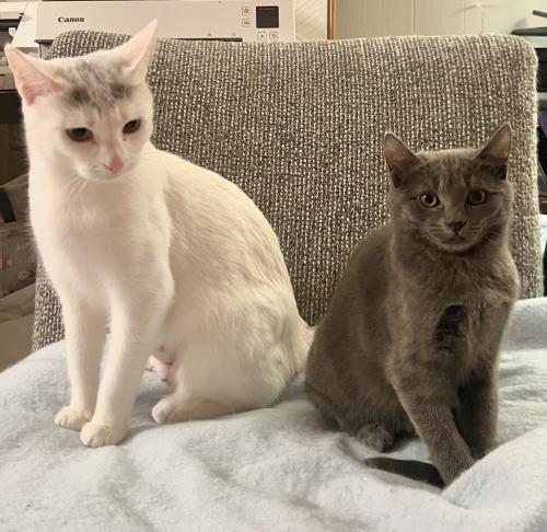 Enlarge Earl Grey, a Adoptable Domestic Short Hair in St. Johnsbury, VT image 2/3