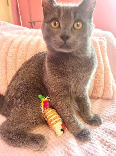 Enlarge Earl Grey, a Adoptable Domestic Short Hair in St. Johnsbury, VT image 3/3