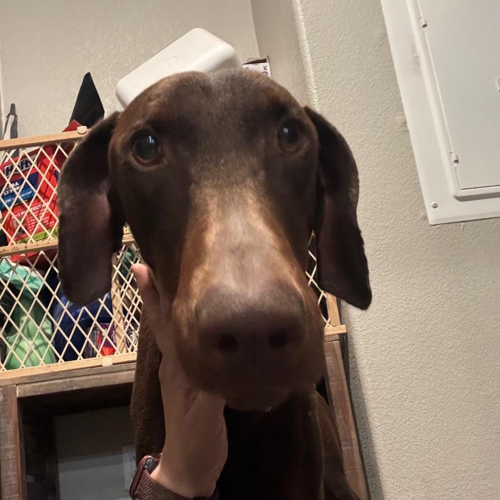 Enlarge Mason, a Adoptable Doberman Pinscher in Tonopah, AZ image 1/1