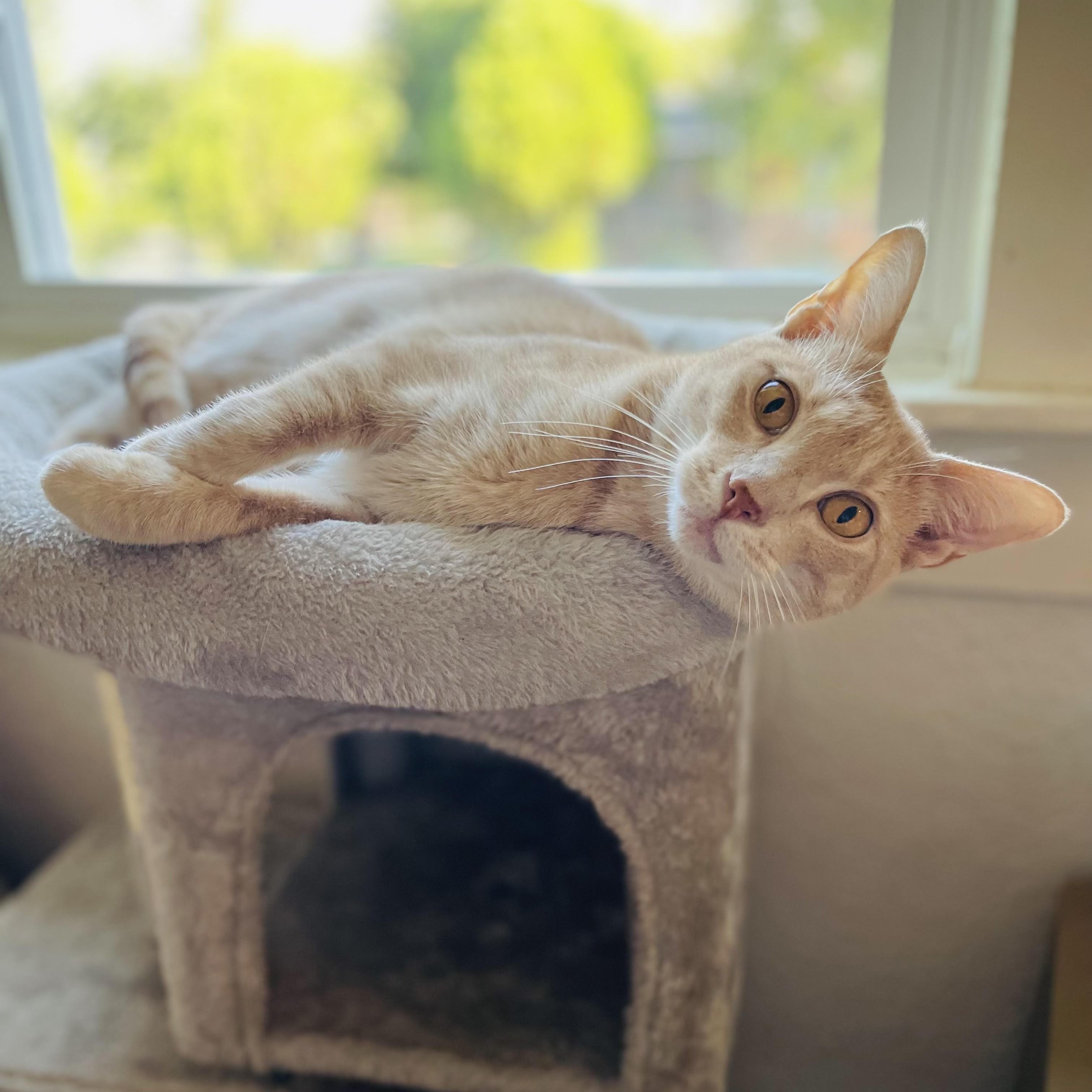 Enlarge Trevor, a Adoptable Domestic Short Hair in Colorado Springs, CO image 2/6