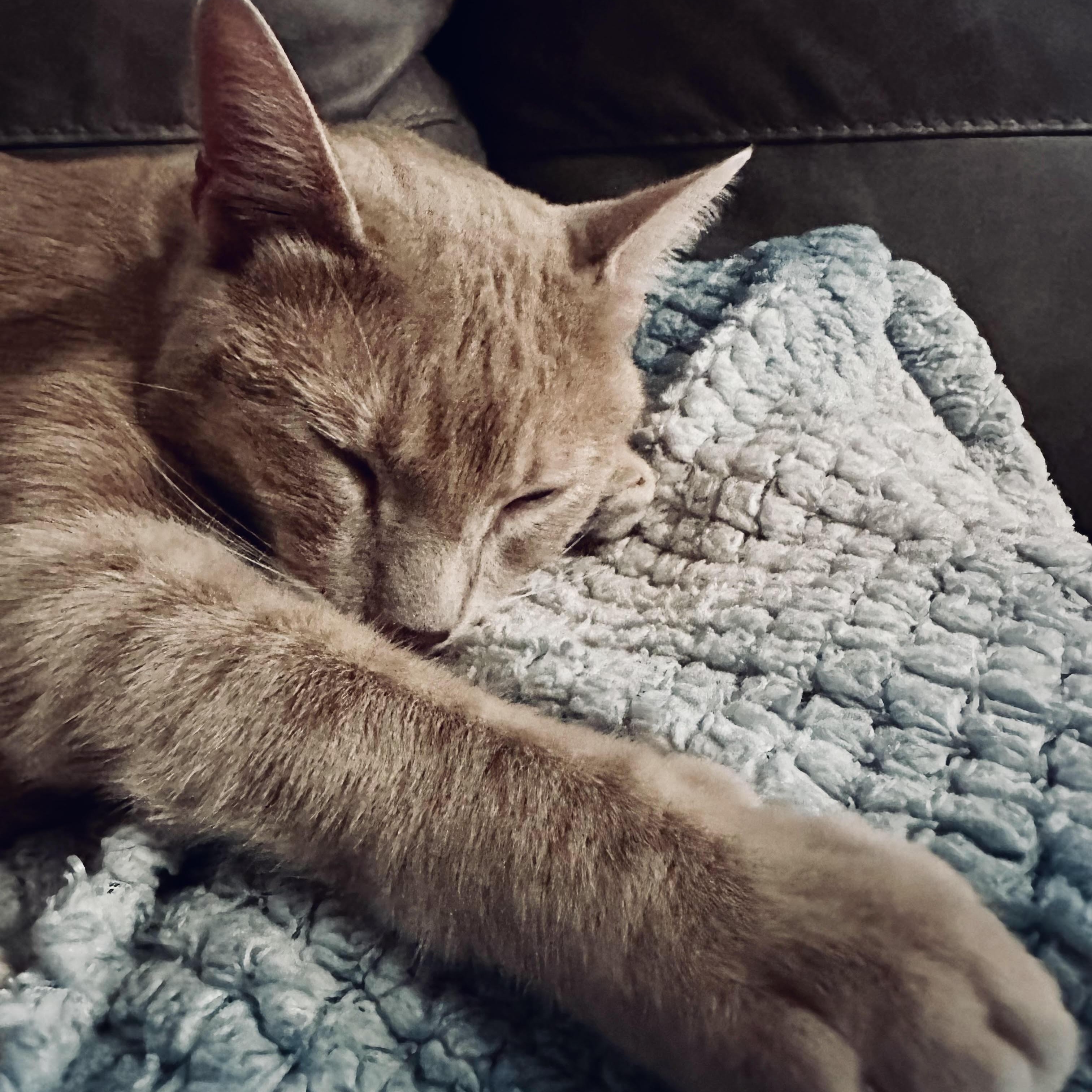 Enlarge Trevor, a Adoptable Domestic Short Hair in Colorado Springs, CO image 6/6