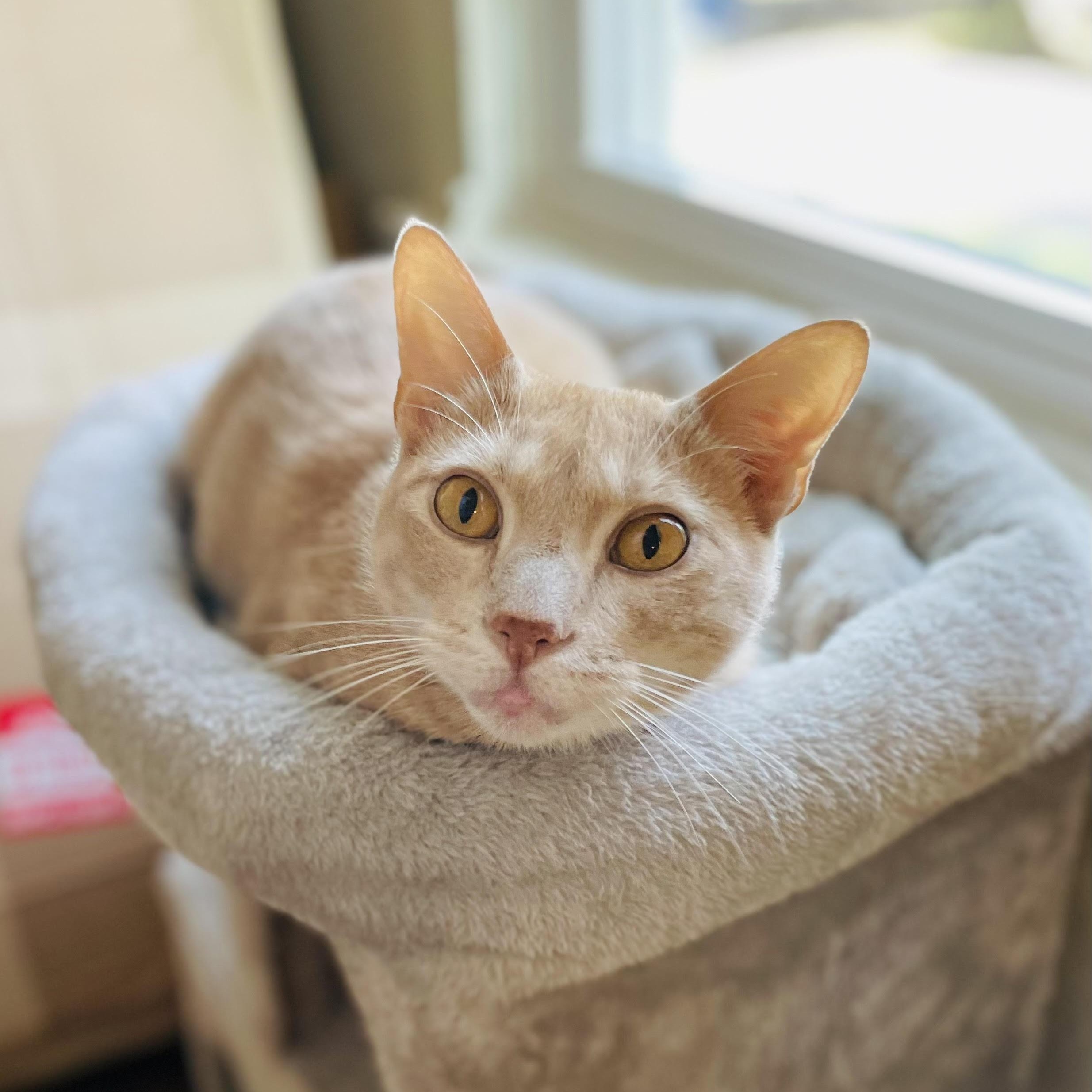 Enlarge Trevor, a Adoptable Domestic Short Hair in Colorado Springs, CO image 3/6