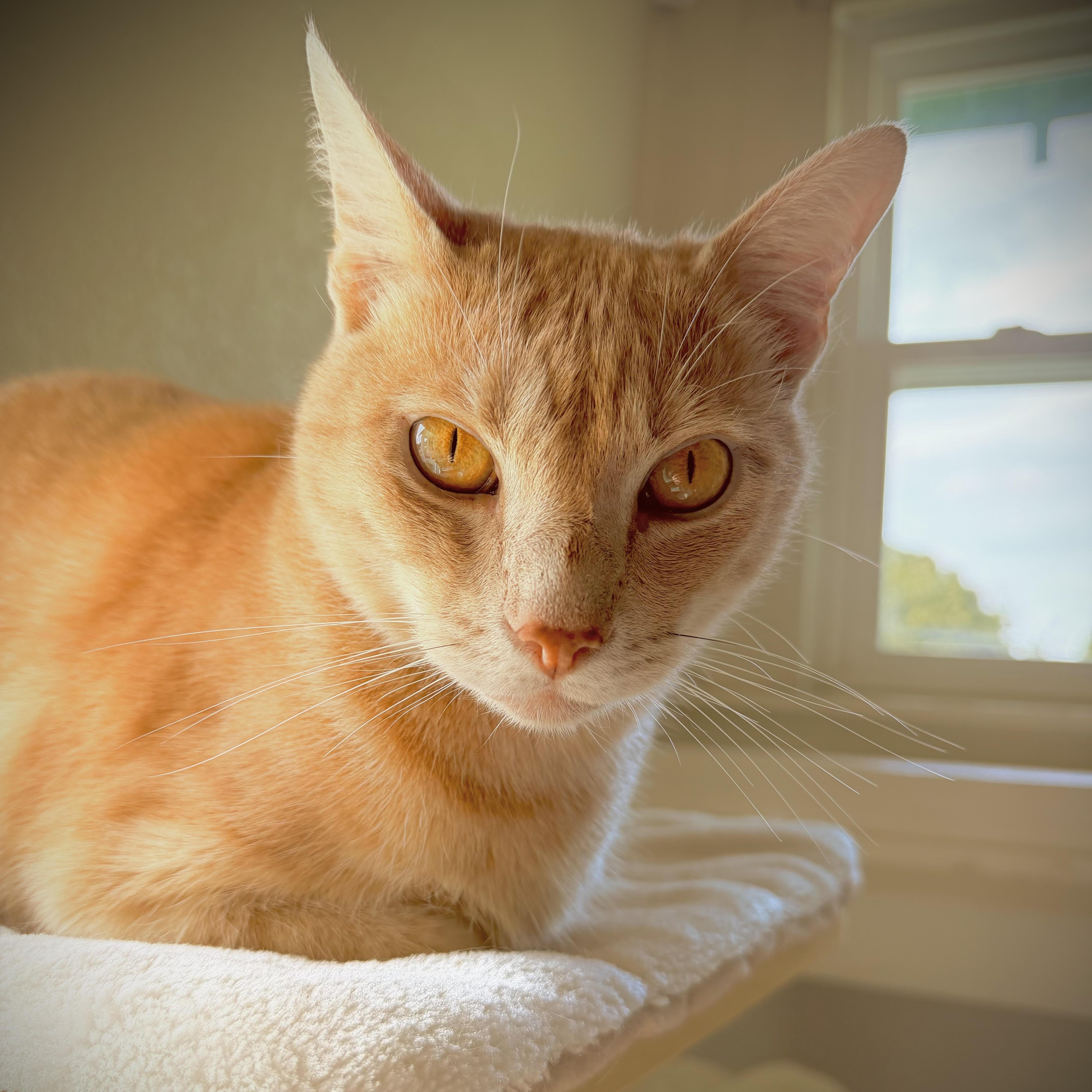 Enlarge Trevor, a Adoptable Domestic Short Hair in Colorado Springs, CO image 5/6