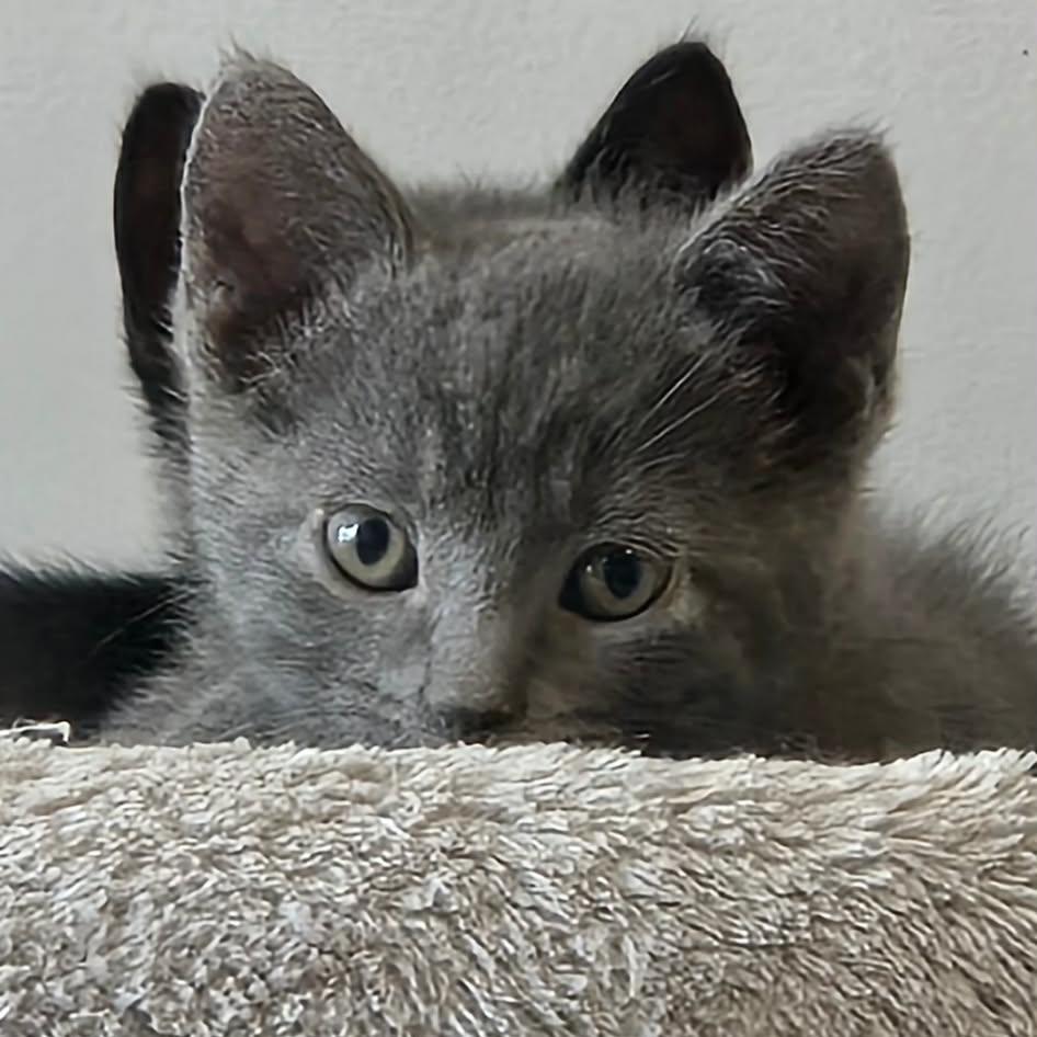 Chandler - A Sweet Calm Guy!, Adoptable, Kitten Male Domestic Short Hair.