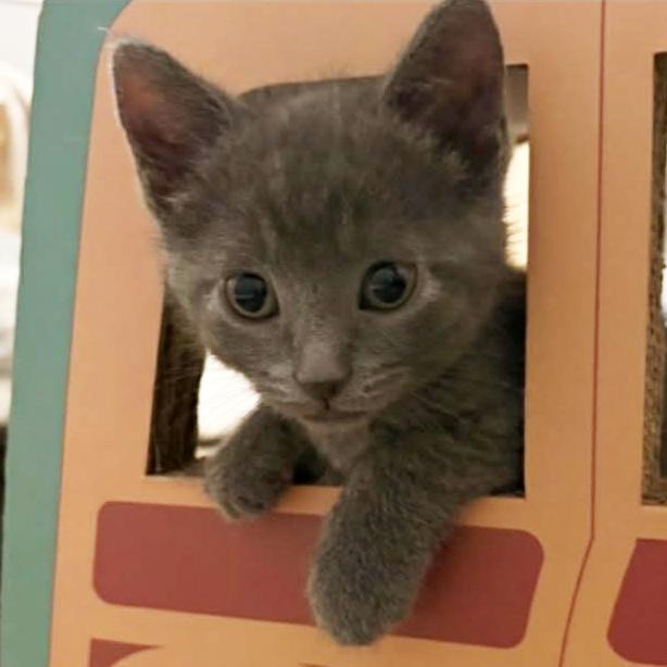 Enlarge Chandler - A Sweet Calm Guy!, a Adoptable Domestic Short Hair in Hamilton, ON image 4/4