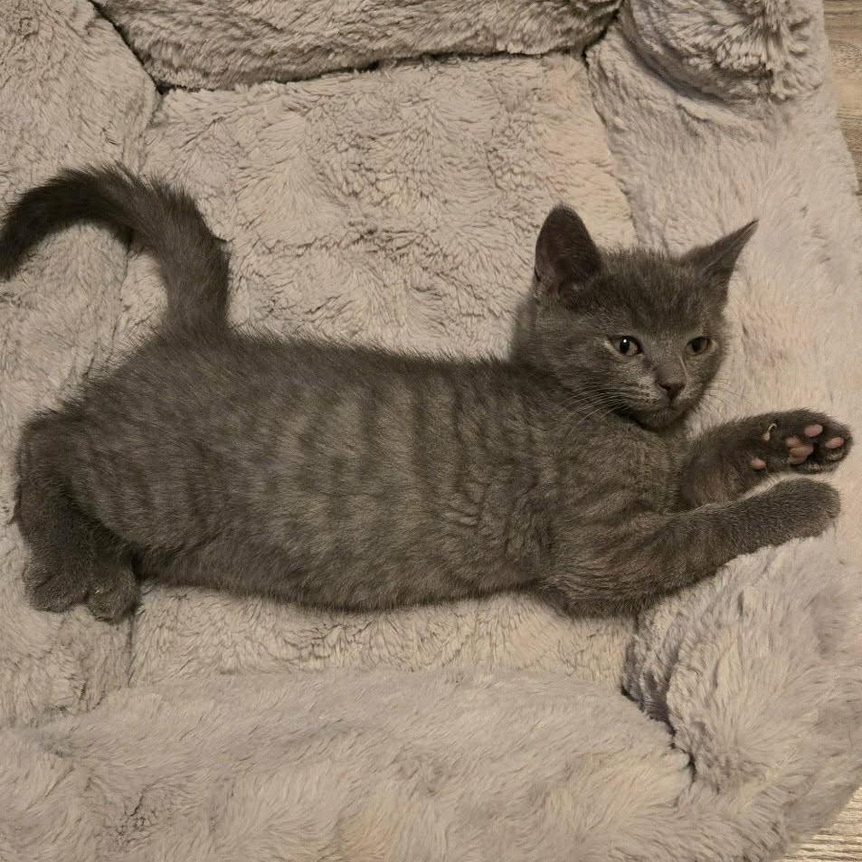 Enlarge Chandler - A Sweet Calm Guy!, a Adoptable Domestic Short Hair in Hamilton, ON image 3/4