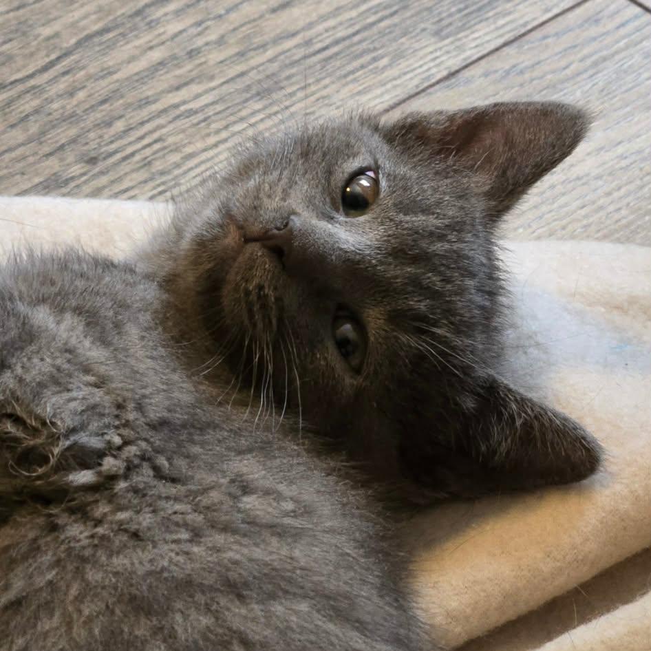 Enlarge Chandler - A Sweet Calm Guy!, a Adoptable Domestic Short Hair in Hamilton, ON image 2/4