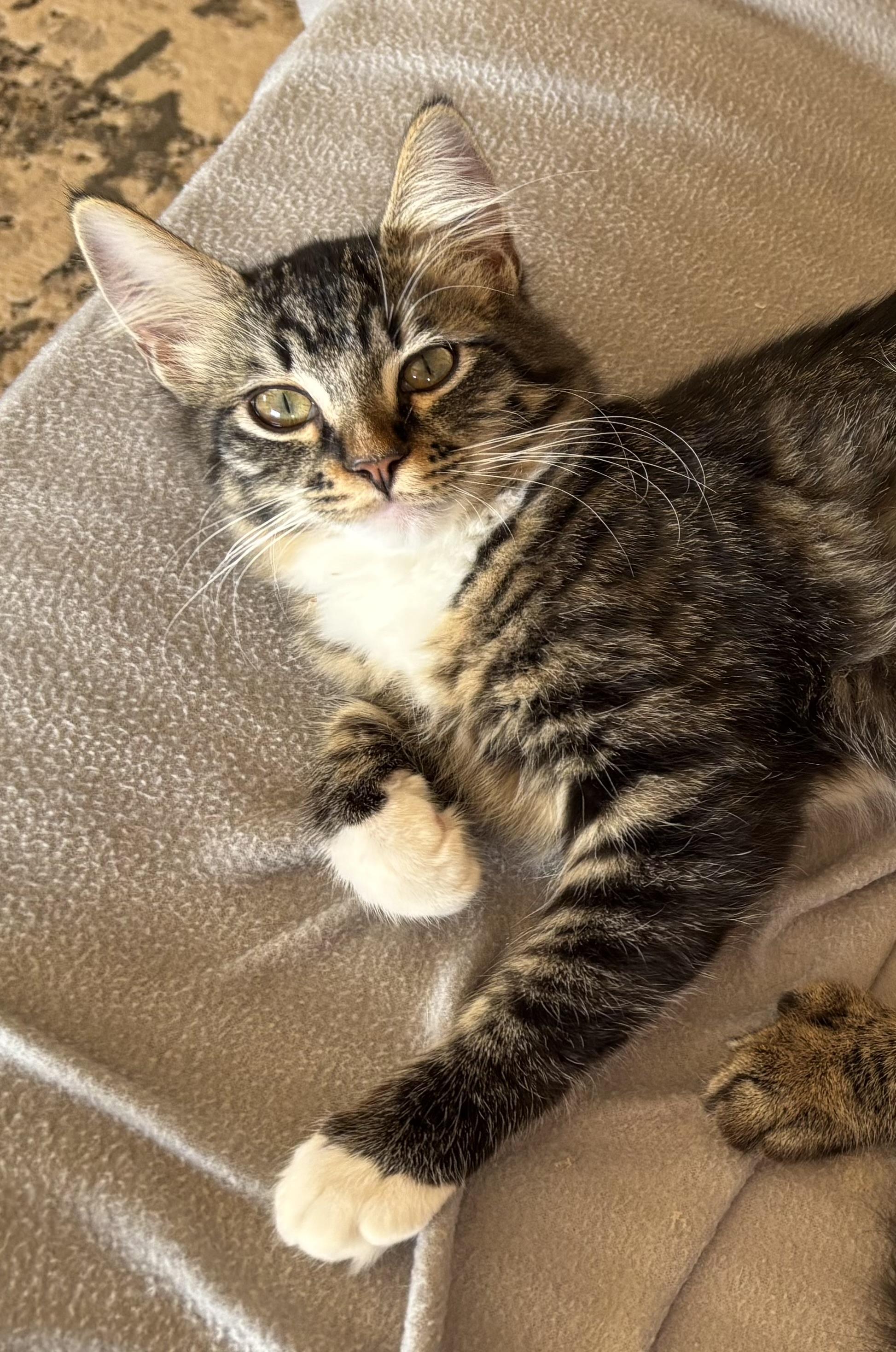 Enlarge Corinne, a ADOPTABLE Domestic Medium Hair in Sierra Vista, AZ image 1/3