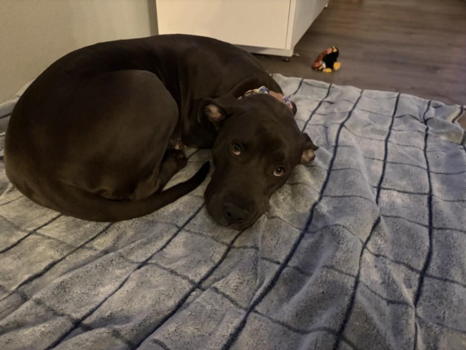 MULBERRY, Adoptable, Young Female Pit Bull Terrier.