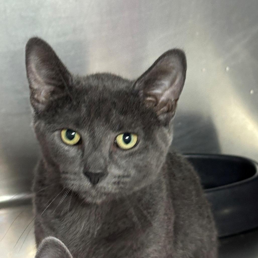 Raffle, Adoptable, Kitten Male Domestic Short Hair.
