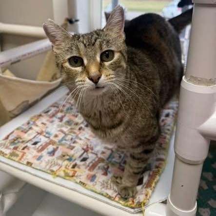 Rummy, Adoptable, Adult Female Domestic Short Hair.